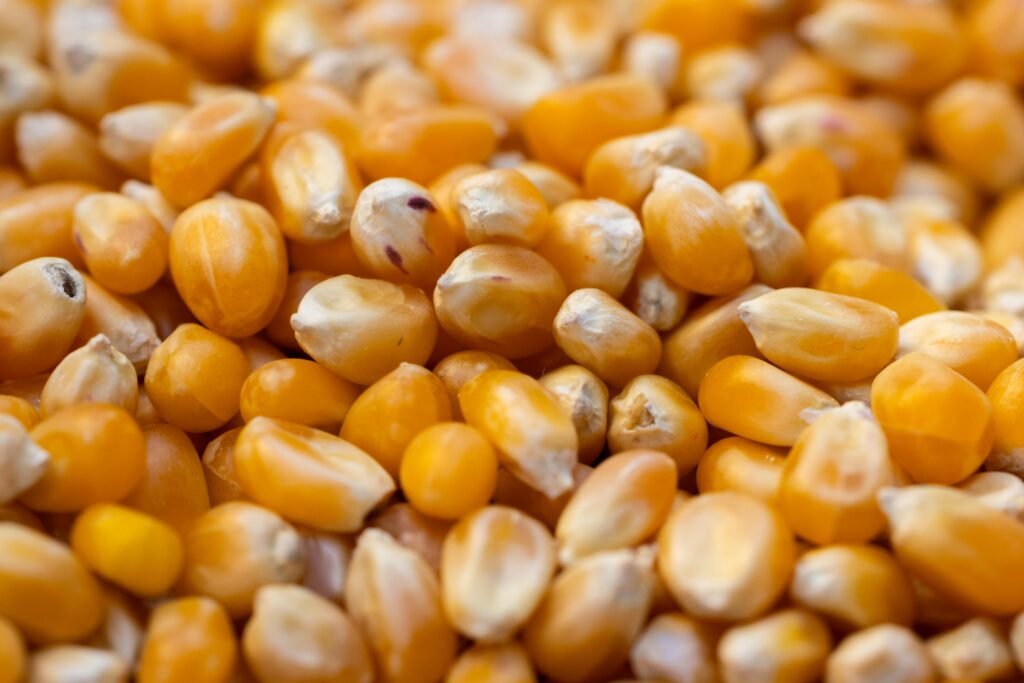 corn seeds
