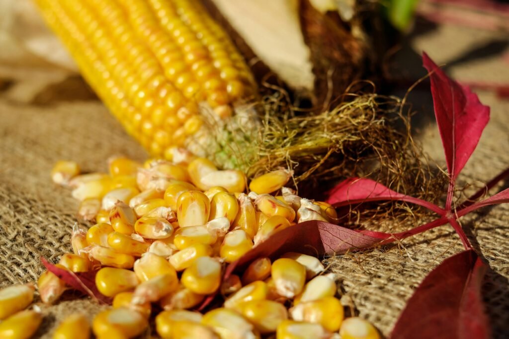 corn seeds food allergen